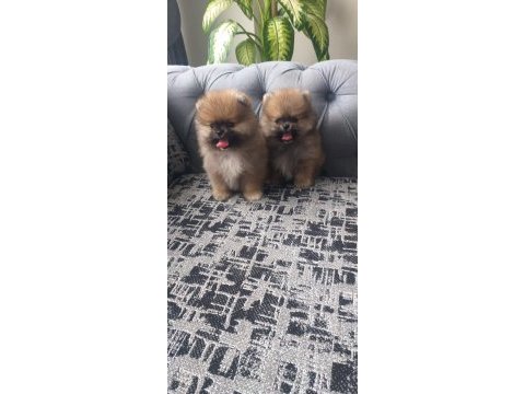 Pomeranian bebekler