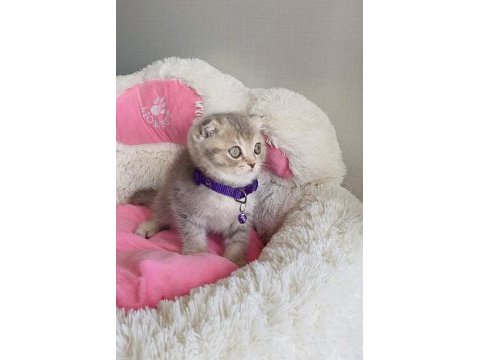 Lilac tabby scotısh fold beneğim 