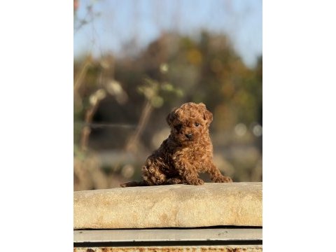 Aşılı çiş eğitimli orjinal toy poodle bebekler 