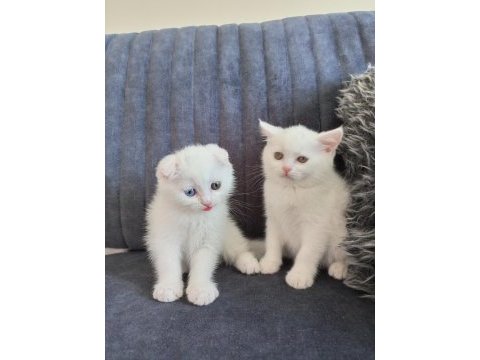 Pofuduk scottish fold white