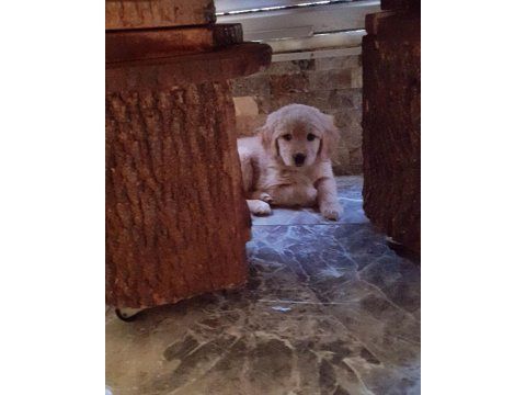 Çok acil golden retriever kızımıza yuva