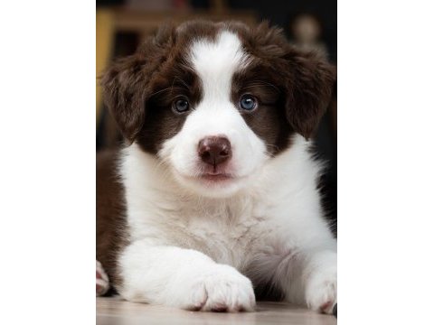 Çok iyi border collie yavruları istanbul