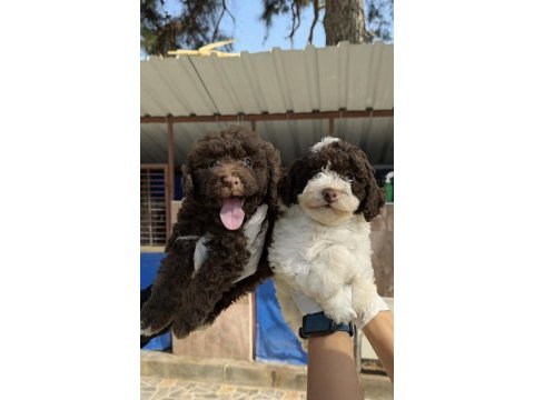 Logotto türüf mantar köpeği yavruları