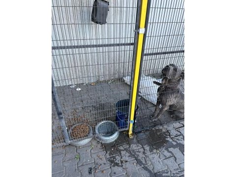 Eskişehir içi dev cane corso yavrular