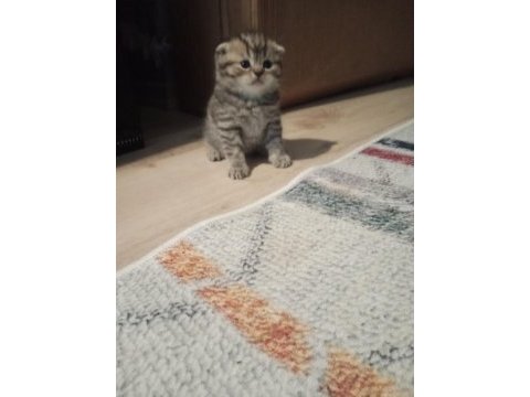 British shorthair kediler