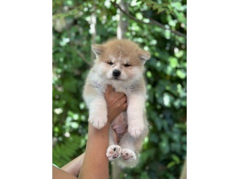 Safkan japon akita