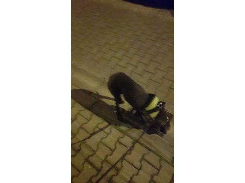 Cane corso blue 7 aylık erkek yavru