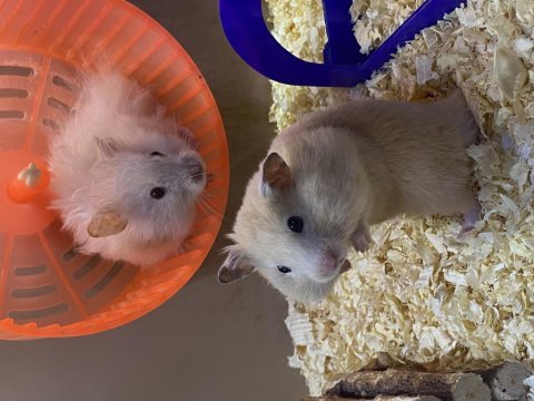 Hamster ve tüm ihtiyaçları (adresine gelsin iste)