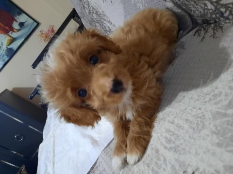 Maltipoo ömürlük yuvası aranıyor
