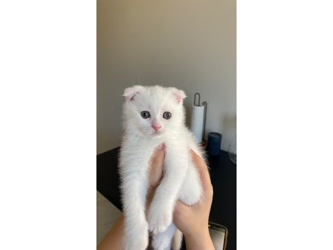 Scottish fold british shorthair yavrularımız