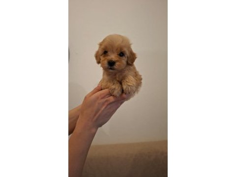 Maltipoo yavrularım sağlık ve ırk garantilidir