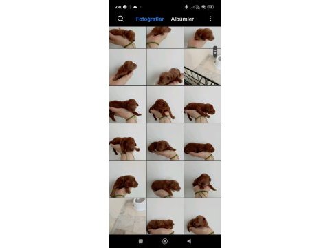 Toy poodle yavrumuz