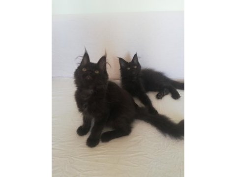 Efsane maine coon yavrular
