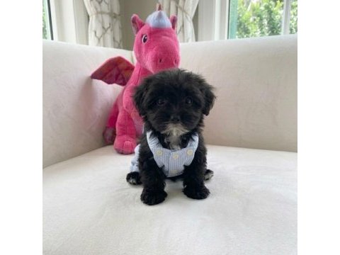 Black maltipoo