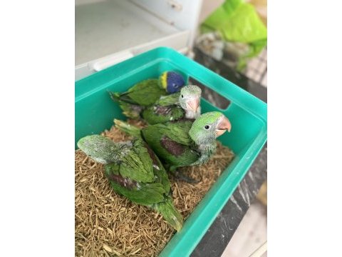 El besleme kapalı bebek alexander papağanları