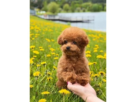 Irk garantili toy poodle