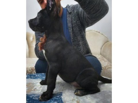 Dünya şampiyonu öz torunları cane corso