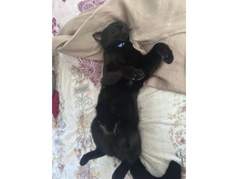 Kısırlaştırılmış erkek kedimiz