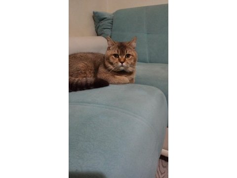 British longhair kedimize yuva arıyoruz