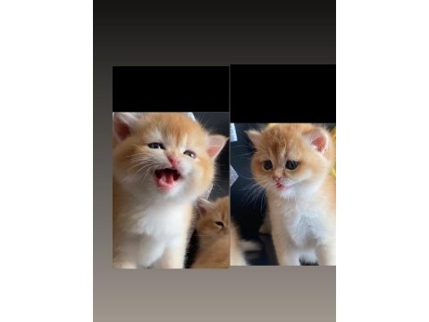Show kalite safkan british shorthair yavrular