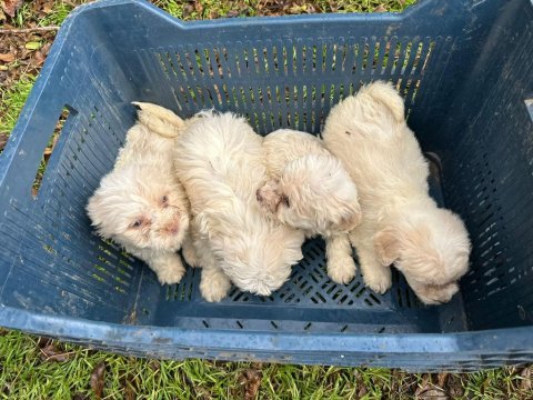 Aşılı garantili terrier bebekler uygun