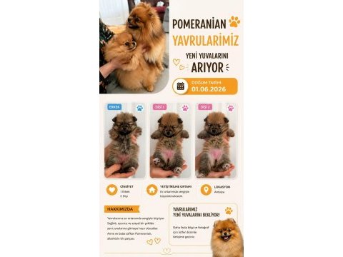 Orijinal saf pomeranian boo