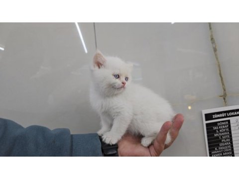 Golden point british shorthair erkek