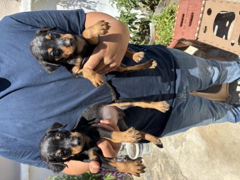 Doberman bebekleri