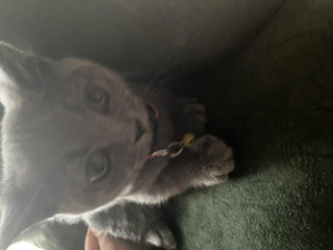 3 aylık çok tatlı british shorthair