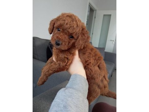 İki buçuk aylık toy poodle