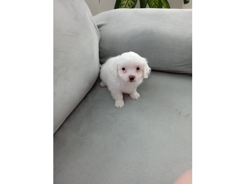 Kar topu terrier white yavrular teslime hazır