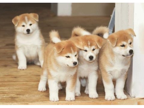 Akita inu yavrular evinizin neşesi olacaktır