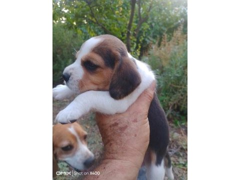 Sevimli beagle yavrulari