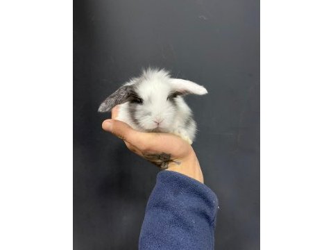 Hollanda teddy lop tavşanı yavruları