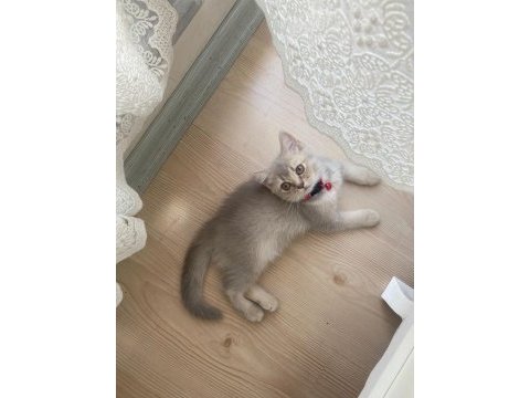 Dişi british shorthair yavru