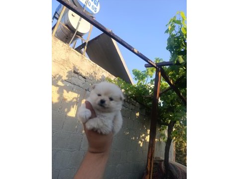 Pomeranian bebekler