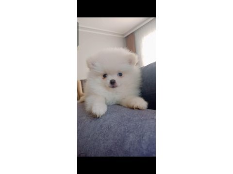 Pomeranian boo erkek yavru