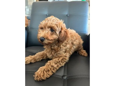 2 aylık toy poodle yavrularımız