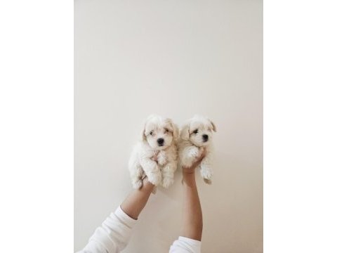 Maltese terrier minik köpekler