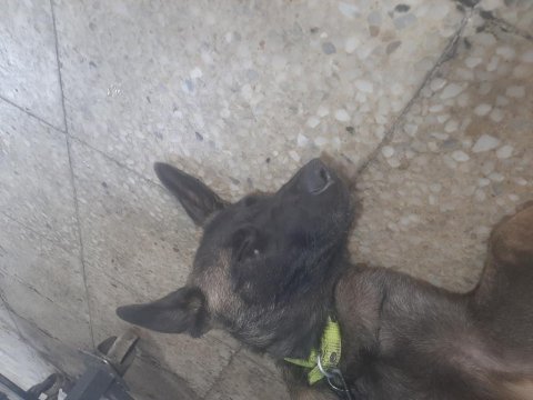 Akıllı belçika kurdu
