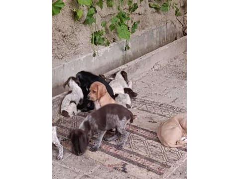 Pointer yavru köpekler