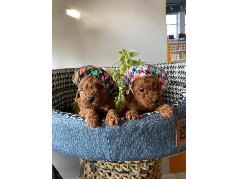 Kilo ve boy garantili poodle