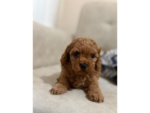 Tarifsiz sevgi toy poodle yavrularım