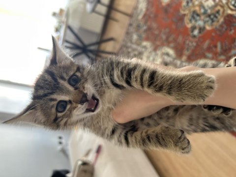 1 aylık tekir erkek kız yavru yuva aranıyor