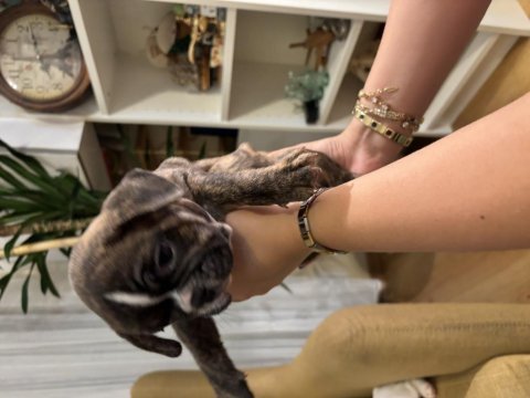 Sağlık garantili french bulldog yavrular