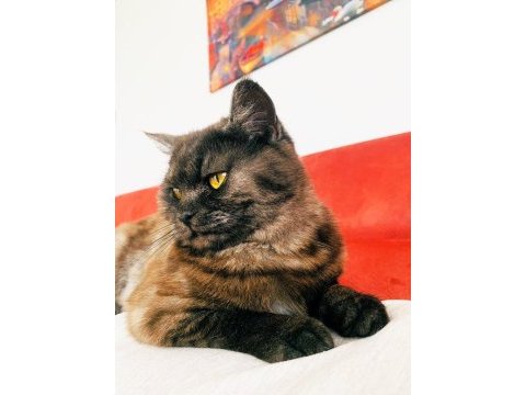 10 aylık erkek british shorthair