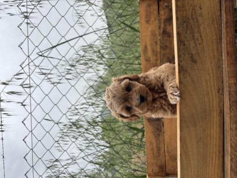 Maltipoo korea kan 0 boy bebeklerimiz