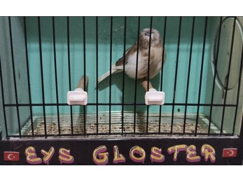 Toplu gloster takımlar vasıflı kuşlar