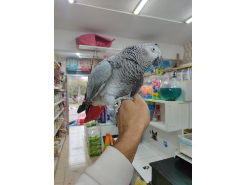 Evcil 2 buçuk yaşında jako papağanı