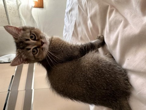 Minik scottish fold kardeşler
